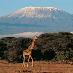 Mount Kilimanjaro combined with Uganda Gorilla Trekking safari